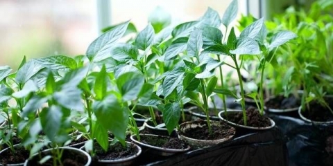 Sadnice paprike se izvlače: šta učiniti